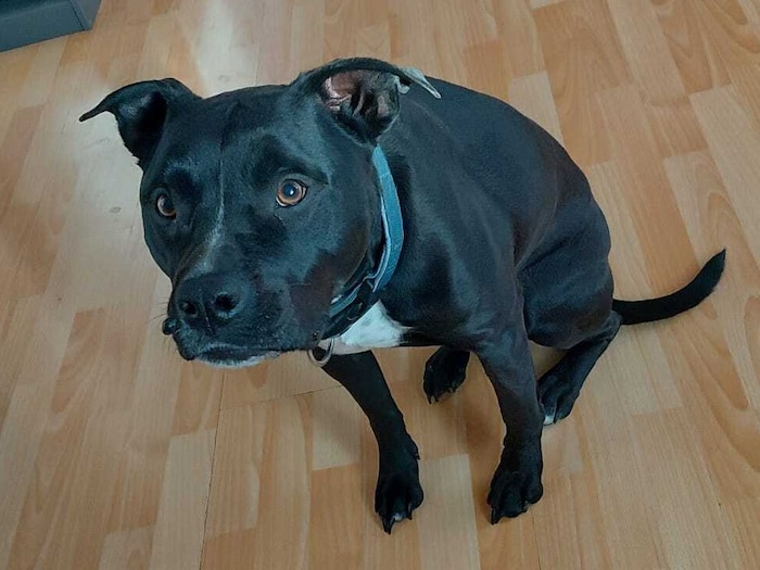 Familienhund Ares verliert leider sein Zuhause.