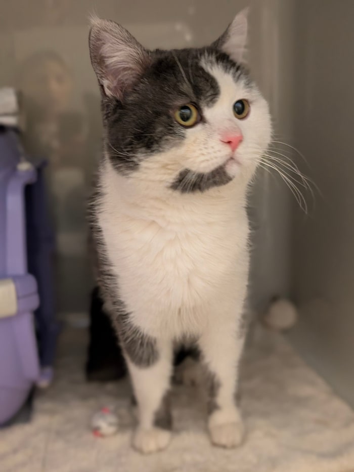 Found on Bauernfeldstraße in Graz