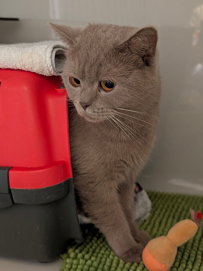 Found abandoned on Kärntner Straße in Graz