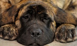 Ein Mastiff-Welpe