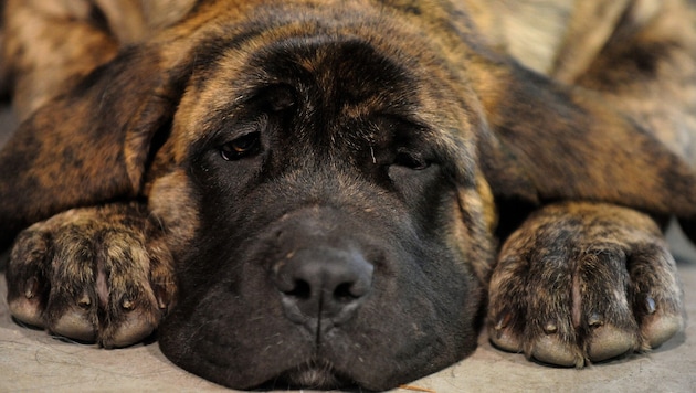 Ein Mastiff-Welpe