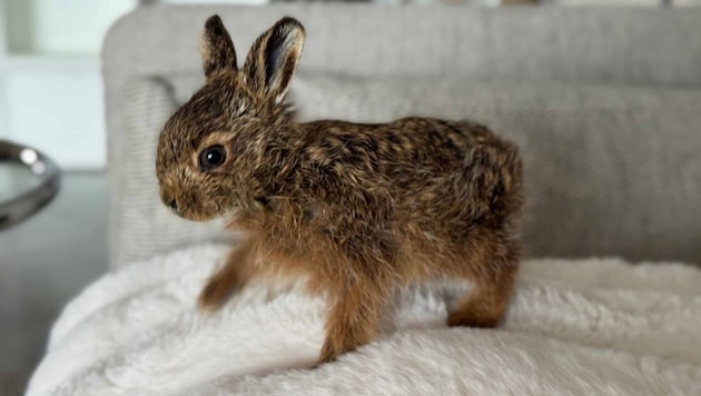Die kleinen Feldhasen kämpfen ums Überleben.