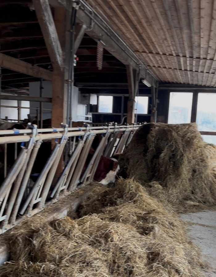 Derzeit genießen die Tiere ihre Ruhe im Stall. Bald werden sie wieder auf die Alm getrieben.