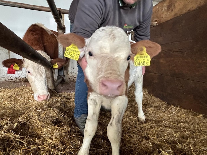 Süß grinst das Kalb in die Kamera.