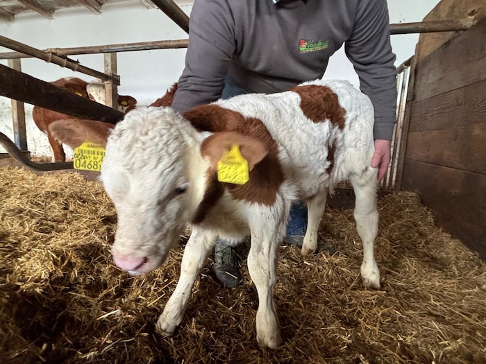 „Paule“ ist noch etwas wackelig auf den Beinen.