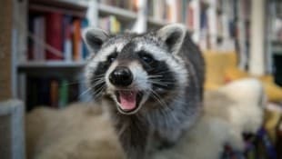 In Ohio wurde ein Waschbär für einen Einbrecher gehalten (Symbolbild).
