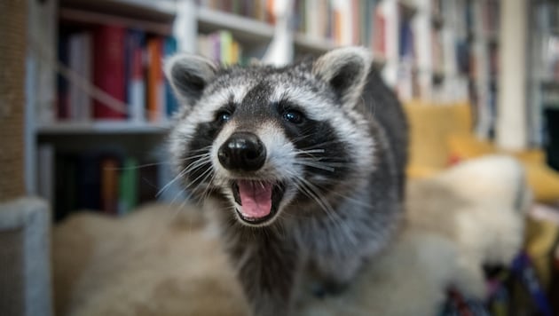 In Ohio wurde ein Waschbär für einen Einbrecher gehalten (Symbolbild).