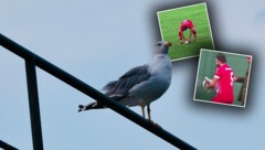 Das schnelle Eingreifen des Kickers rettete das Leben der Möwe. 