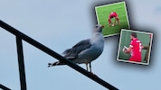 Das schnelle Eingreifen des Kickers rettete das Leben der Möwe. 