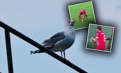 Das schnelle Eingreifen des Kickers rettete das Leben der Möwe. 
