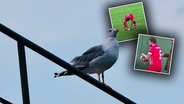 Das schnelle Eingreifen des Kickers rettete das Leben der Möwe.