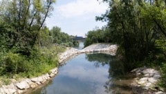 Die Flüsse in Oberösterreich – wie hier die Krems – sind innerhalb von 40 Jahren deutlich wärmer ...