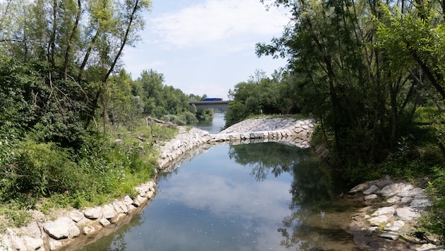 Die Flüsse in Oberösterreich – wie hier die Krems – sind innerhalb von 40 Jahren deutlich wärmer ...