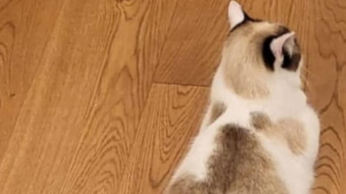 Der hübsche Jackson wird gesucht!