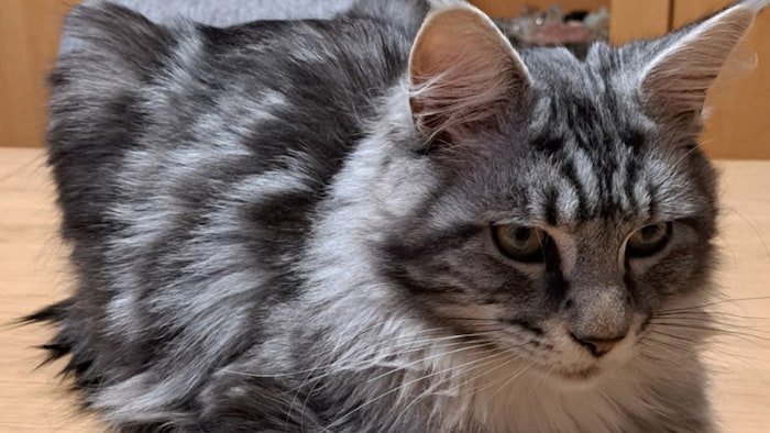 Wird schrecklich vermisst!