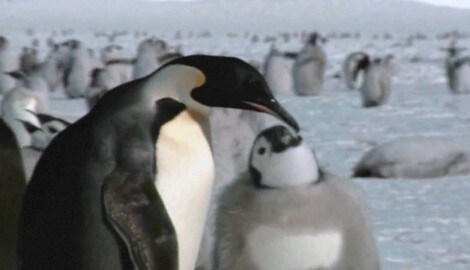 Paradox, aber Realität: Wegen des Klimawandels erfrieren immer mehr Kaiserpinguine. 