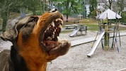 Hier griff der Rottweiler eine Gruppe Hortkinder an.