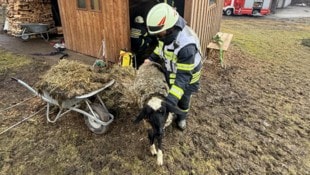Glücklicherweise sind die Schafe nahezu unverletzt geblieben.
