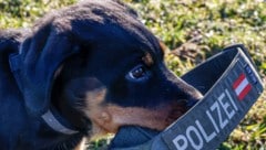 Ein Hundetraining wurde heimlich gefilmt.