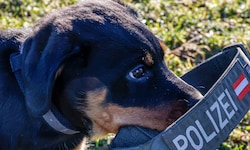 Ein Hundetraining wurde heimlich gefilmt.