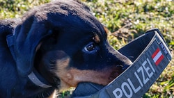 Ein Hundetraining wurde heimlich gefilmt.