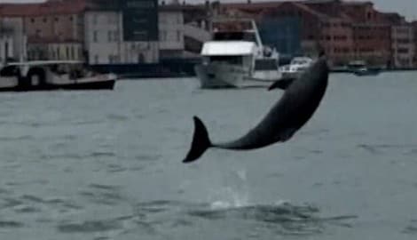 Delfin Mimmo lebt weiterhin in Venedig und begeistert dort die Menschen.