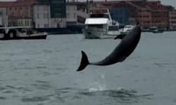 Delfin Mimmo lebt weiterhin in Venedig und begeistert dort die Menschen.