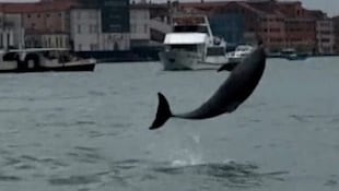 Delfin Mimmo lebt weiterhin in Venedig und begeistert dort die Menschen.