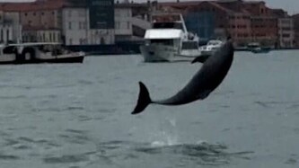 Delfin Mimmo lebt weiterhin in Venedig und begeistert dort die Menschen.