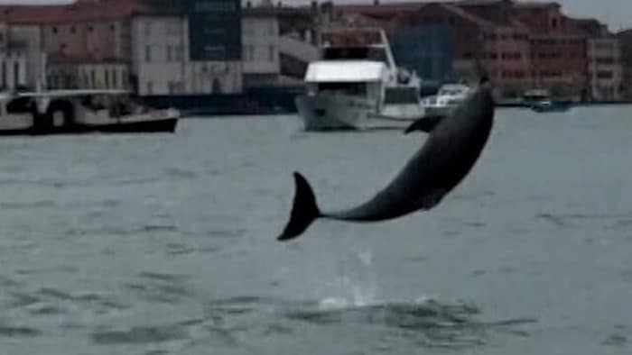 Der Delfin Mimmo in Venedig ist seit Monaten eine Attraktion für Besucherinnen und Besucher.