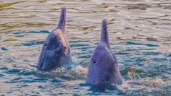 Indo-Pazifische Buckeldelfine