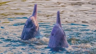 Indo-Pazifische Buckeldelfine