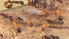 Aggressiver Machtkampf im Mini-Format: Eine junge Ameisenkönigin der Art Temnothorax kinomurai ...