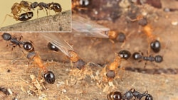 Aggressiver Machtkampf im Mini-Format: Eine junge Ameisenkönigin der Art Temnothorax kinomurai ...