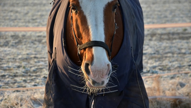 Influenza, die bei Pferden ausbricht, ist für Menschen ungefährlich.