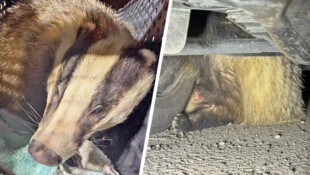 Das Tier befand sich unter einem geparkten Auto.