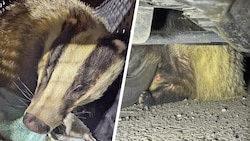 Das Tier befand sich unter einem geparkten Auto.