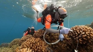 Forscher haben bei einer Expedition im Pazifik 800 Korallenproben gesammelt.