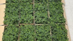 Diese Hanfpflanzen sollten in die Schweiz verfrachtet werden. 