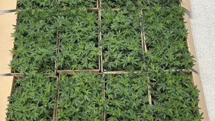 Diese Hanfpflanzen sollten in die Schweiz verfrachtet werden. 