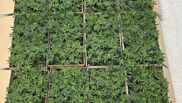 Diese Hanfpflanzen sollten in die Schweiz verfrachtet werden.