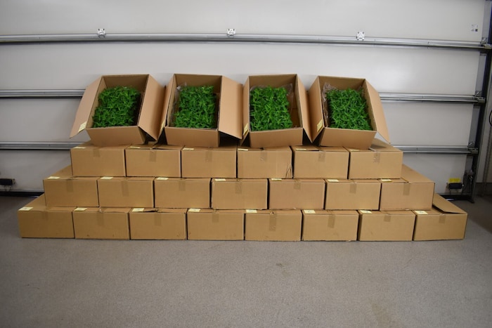 Kistenweise Hanfpflanzen im Lieferwagen.