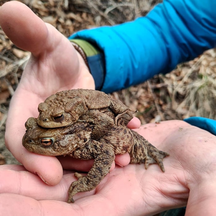 Gekonnt und mit viel Fingerspitzengefühl werden Amphibien bei ihrer Wanderung unterstützt.
