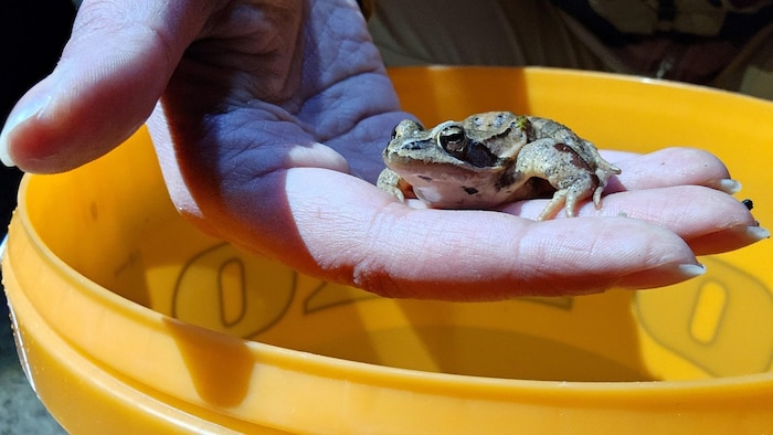 „Froschklauber“ tragen die in Kübeln gelandeten Tiere sicher über die Straße.
