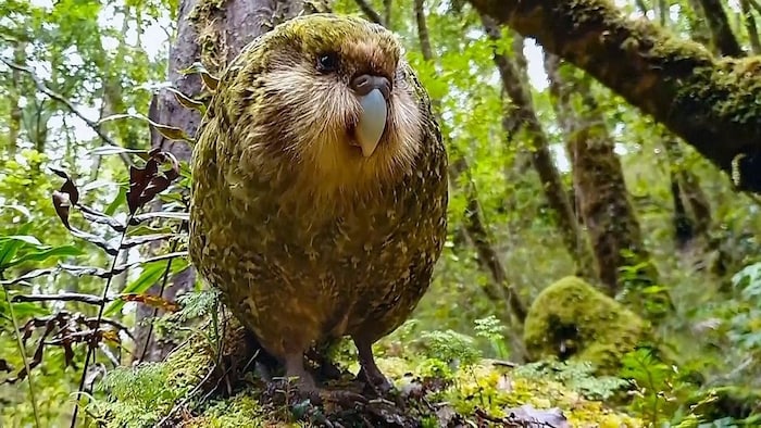 Kakapos leben auf dem Waldboden, legen dort ihre Eier und können nicht fliegen.