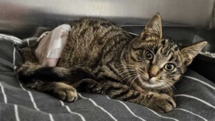 „Tiger“ hatte sich beide Oberschenkel gebrochen – erst zehn Tage später wurde er gefunden.