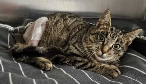 „Tiger“ hatte sich beide Oberschenkel gebrochen – erst zehn Tage später wurde er gefunden.