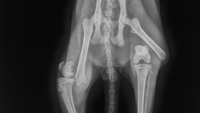 Das Röntgenbild zeigt das Leid, das „Tiger“ nach dem Unfall durchlebt haben muss.