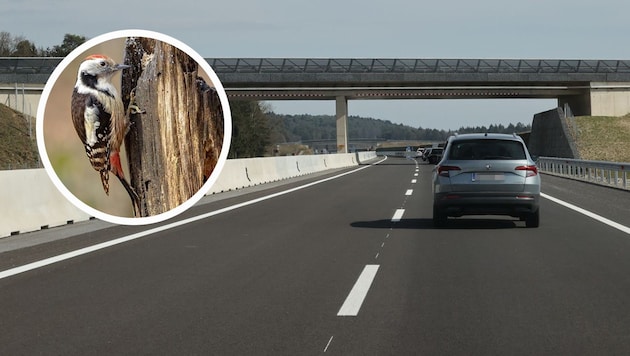 Die Folgen des Baus vor allem für den Mittelspecht stehen im Mittelpunkt der Bedenken der ...