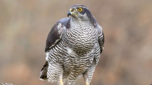 Weil er einem Habicht Alkohol eingeflößt hat, ist ein Mann im US-Bundesstaat Kalifornien wegen ...